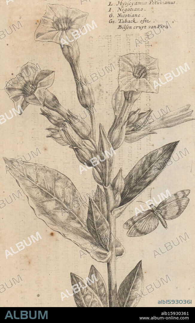 Tobacco plant, Hyoscyamus Peruvianus / Negotiano / Nicotiane / Taback ofte bilsen cruyt van Peru (title on object), Flower garden of autumn (series title), Autumnus horti floridi (series title), Flower garden (series title), Hortus floridus (series title) , Print is part of a book., print maker: Crispijn van de Passe (II), printer: Crispijn van de Passe (II), publisher: Johannes Janssonius, print maker: Utrecht, printer: Utrecht, publisher: Arnhem, 1617, paper, engraving, height 213 mm × width 137 mm, print.