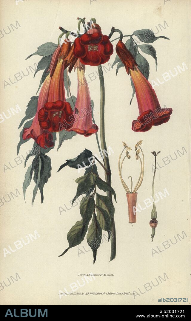 Ash-leaved trumpet flower, Campsis radicans. Handcoloured botanical illustration drawn and engraved by William Clark from Richard Morris's "Flora Conspicua" London, Longman, Rees, 1826. William Clark was former draughtsman to the London Horticultural Society and illustrated many botanical books in the 1820s and 1830s.