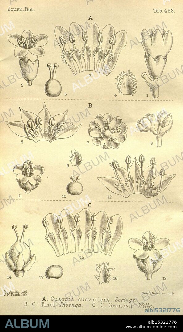 Journal of Botany, British and Foreign. London, Robert Hardwicke, 1863-1942. Botany, Great Britain, Periodicals, Plants, The illustration features various botanical studies, showcasing detailed drawings of several plant species and flower structures. In section A, the focus is on Cuscuta suaveolens, depicting individual flower components and their arrangement. Section B presents Tinea insenga, highlighting distinct flower morphology with labeled parts for clarity. Section C illustrates C. Gronovii, providing a close examination of floral structures, including petals, sepals, and reproductive organs. Each section is meticulously labeled with numbers corresponding to specific features, enhancing the educational value of the botanical representation. The overall layout demonstrates a scientific approach to understanding plant anatomy and classification.