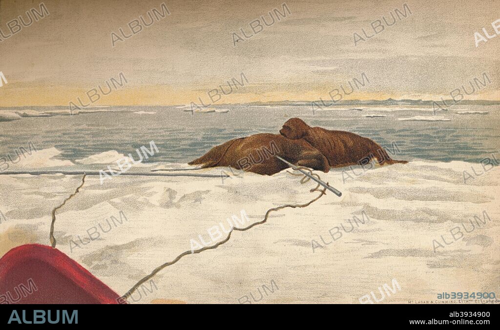 'Walruses Killed Off The East Coast of the Taimyr Peninsula, 12th September 1893. (1897).  Water-Colour Sketch from Farthest North, Vol. 1 by Fridtjof Nansen. [Archibald Constable and Company, London, 1897].