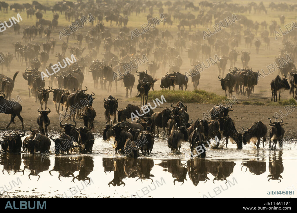 Blue wildebeest (Connochaetes taurinus) at waterhole, Ndutu Conservation Area, Serengeti, Tanzania, East Africa, Africa.