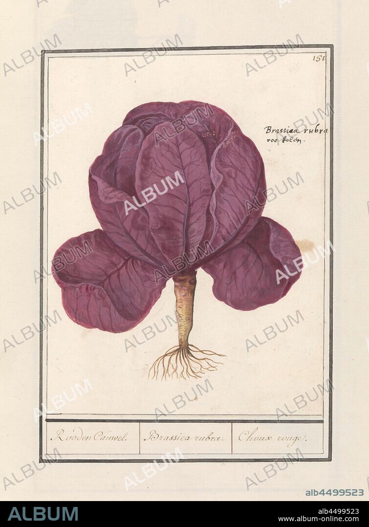 Red cabbage (Brassica oleracea convar. Capitata var. Rubra) Red and Cauwel. / Brassica rubra. / Choux rouge (title on object), Red cabbage. Numbered top right: 151. With the cabbage the Latin name. Part of the second album with drawings of flowers and plants. Ninth of twelve albums with drawings of animals, birds and plants known around 1600, commissioned by Emperor Rudolf II. With explanations in Dutch, Latin and French., Anselmus Boetius de Boodt, 1596 - 1610, paper, watercolor (paint), deck paint, ink, chalk, pen, h 220 mm × w 167 mm.