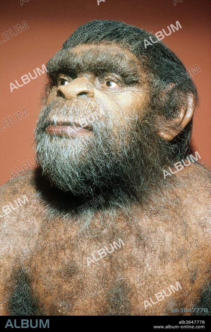 A model of Peking man (Homo erectus pekinensis), who lived from 1-2 million years ago.