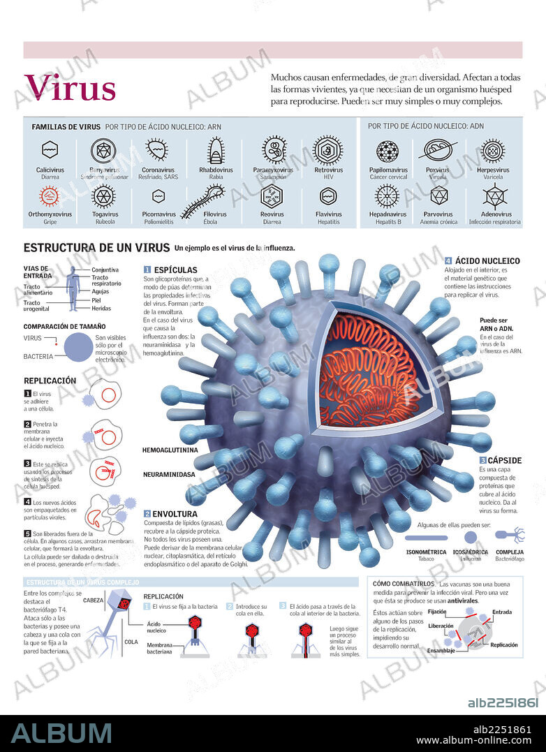 Virus. Infografía de la estructura del virus de la influenza, la clasificación de los virus y su replicación.