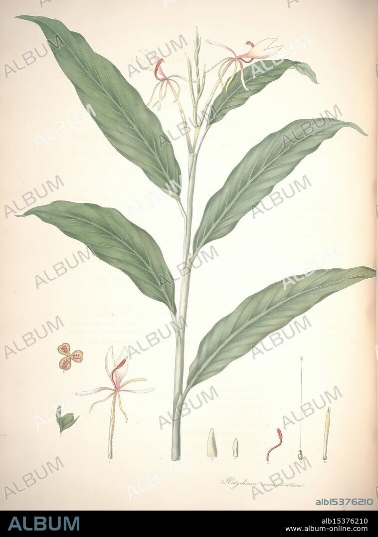 Monandrian plants of the order Scitamineae, Liverpool, George Smith, 1828, Zingiberaceae, Canna, Cannaceae, Marantaceae, Hedychium acuminatum, This illustration depicts a delicate flowering plant characterized by long, broad leaves and multiple blossoms. The flowers feature white petals with prominent red streaks, showcasing their intricate design. Surrounding the main plant are smaller detailed drawings of various components, including a flower, parts of the leaves, and other floral structures, all labeled for identification. The overall composition emphasizes the botanical details, highlighting the beauty and complexity of the plant's anatomy.