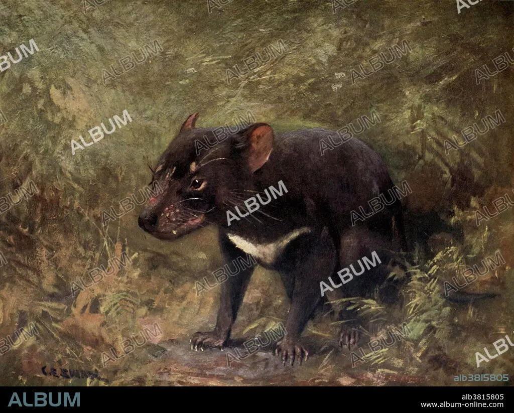 Tasmanian Devil, Illustration - Album alb3815805