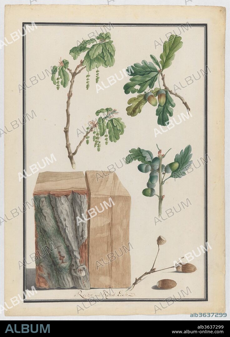 Studies of the blossoms, fruits and trunk of an English oak (Quercus robur). Artist: Ludwig Pfleger (German, 1720-1793). Dimensions: sheet: 21 x 15 in. (53.4 x 38.1 cm). Date: 1788.