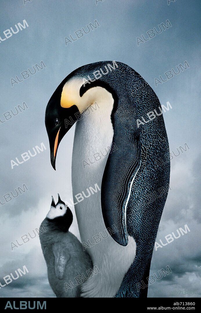 MARCH OF THE PENGUINS, 2005 (LA MARCHE DE L'EMPEREUR), directed by LUC JACQUET. Copyright NATIONAL GEOGRAPHIC / MAISON, JEROME.