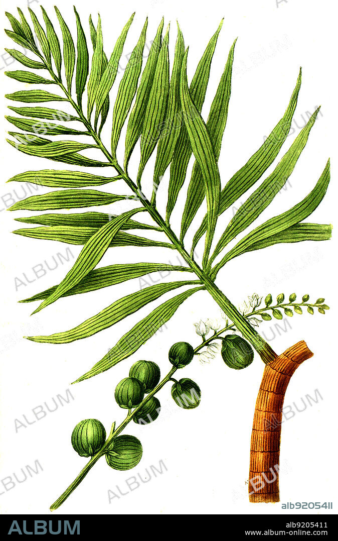 Faufel Pinas, sive Areca sylvestris, Wilde Pinang / Pinanga sylvestris is a species of tree in the Arecaceae, or palm tree, Digital retuschierte Illustration aus Phytanthoza iconographica von Johann Wilhelm Weinmann, Maler Bartholomäus Seutter und Kupferstecher Johann Jakob Haid und Johann Elias Ridinger, 1740 / Digitally retouched illustration from Phytanthoza iconographica by Johann Wilhelm Weinmann, painter Bartholomäus Seutter and engravers Johann Jakob Haid and Johann Elias Ridinger, 1740.