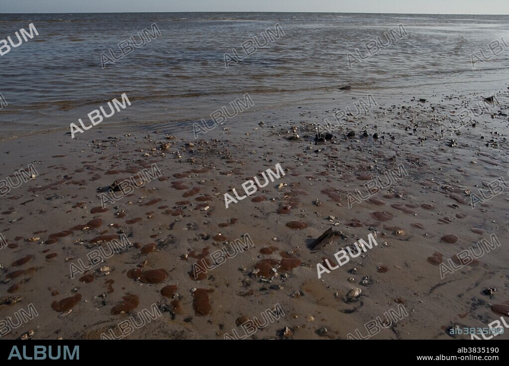Oil from the BP Deepwater Horizon oil spill pollutes the shore of Waveland, Mississippi, about an hour east of New Orleans on the Mississippi Gulf Coast.
