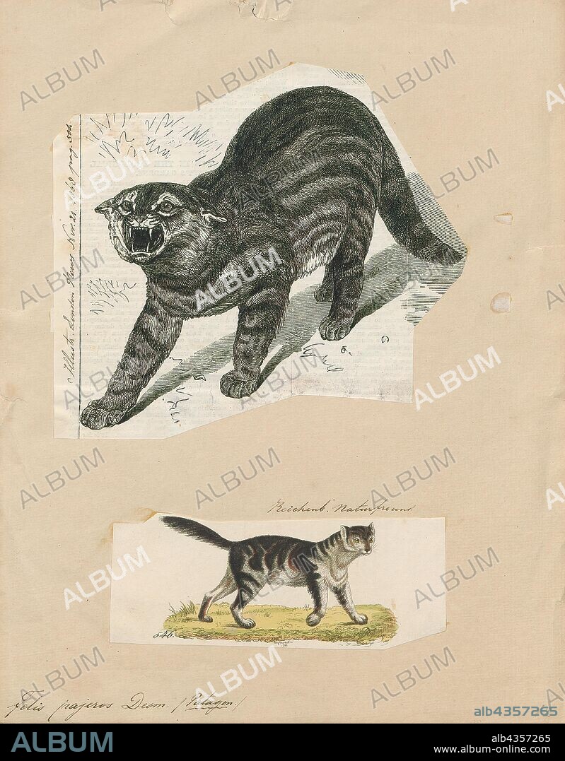 Felis pajeros, Print, Felis is a genus of small and medium-sized cat Felinae species native to most of Africa and south of 60° latitude in Europe and Asia to Indochina. The genus includes the domestic cat. The smallest Felis species is the black-footed cat with a head and body length from 38 to 42 cm (15 to 17 in). The largest is the jungle cat with a head and body length from 62 to 76 cm (24 to 30 in)., 1700-1880.