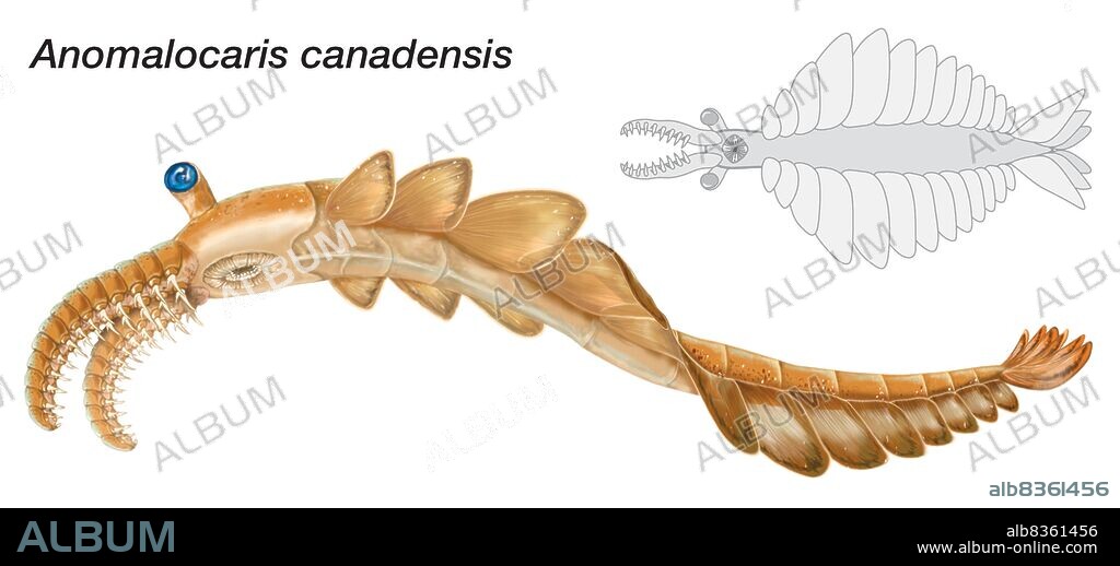 Sketch of Anomalocaris canadensis. Members of the genus Anomalocaris were the largest marine predators of the Cambrian Period.