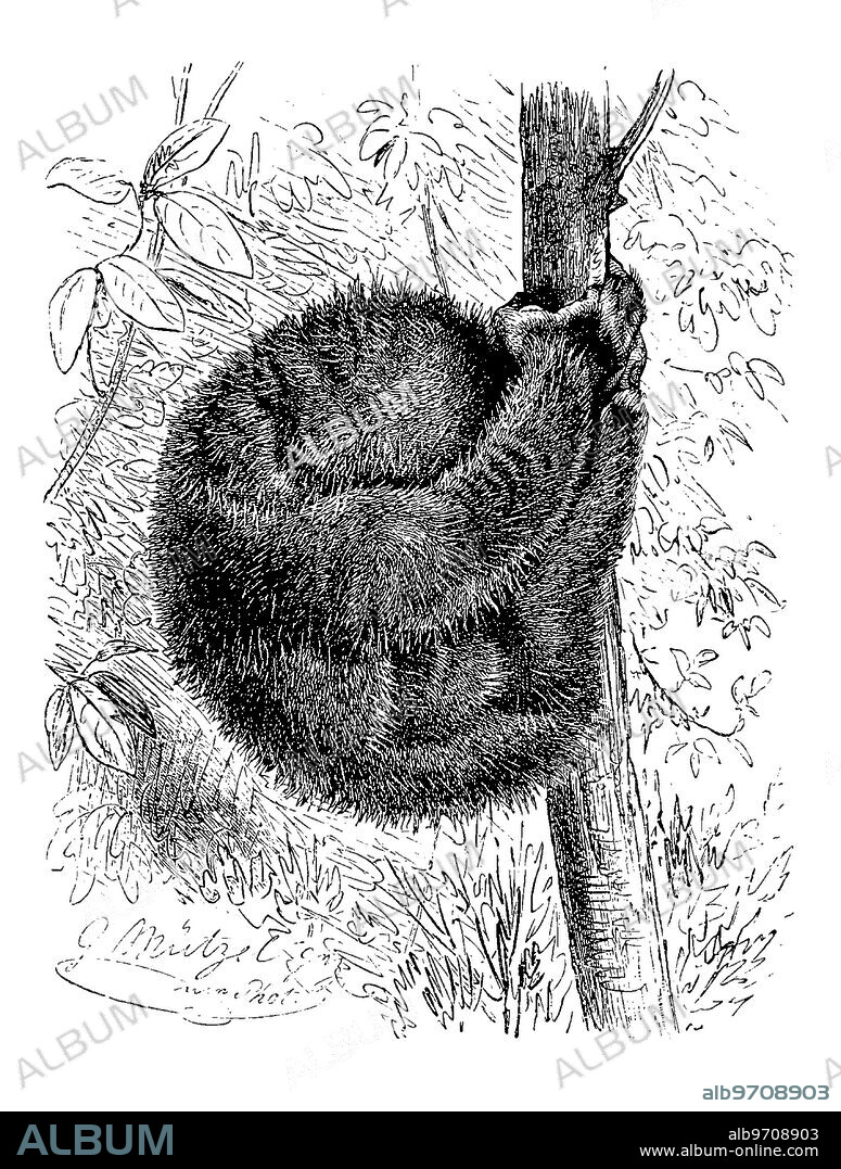 Potto, Perodicticus potto, a species of primate from the family Loris, digitally restored reproduction of an original 19th century artwork, exact original date not known.