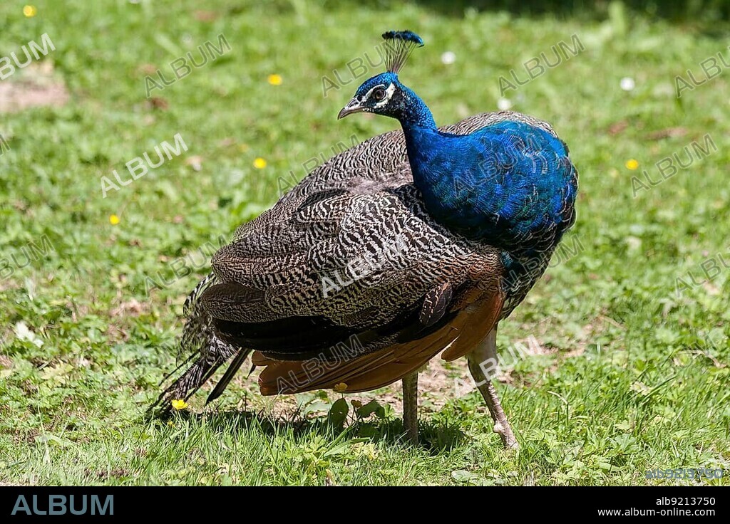 Peacock (Pavo cristatus)