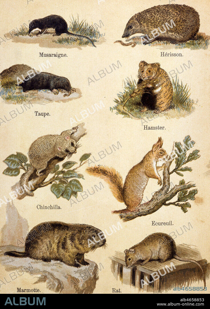 Planche de rongeurs avec musaraigne, herisson, taupe, hamster, chinchilla, ecureuil, marmotte, rat. Illustration tiree de l'Atlas zoologique a l'usage de la jeunesse, par H. de St SYLVESTRE, vers 1875. Credit : Coll. Jonas/KHARBINE-TAPABOR.