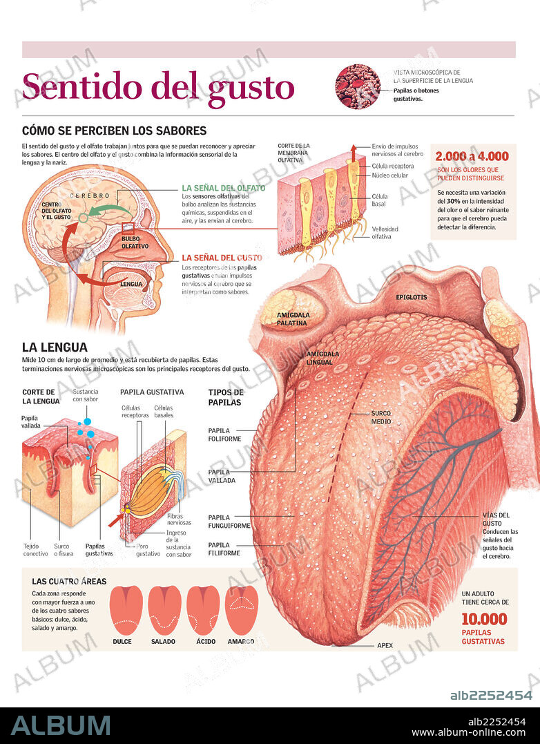 SENTIDO DEL GUSTO. Infografía del sentido del gusto, de la precepción del sabor en la lengua hasta la recepción en el cerebro.