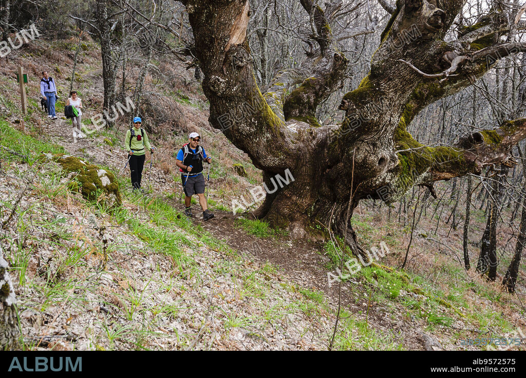 castaño de la fuente de Las Escobanchas -castanea sativa-, Casas del Castañar, sierra de San Bernabé-valle del Jerte, Cáceres, Extremadura, Spain, europa.