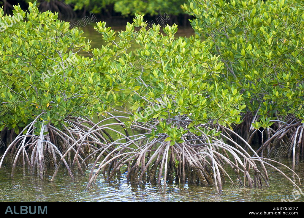 Mangrove forest in Buena Vista UNESCO Biosphere Reserve, Buena Vista Bay, Cayo Santa Maria, Cuba, West Indies, Caribbean, Central America.