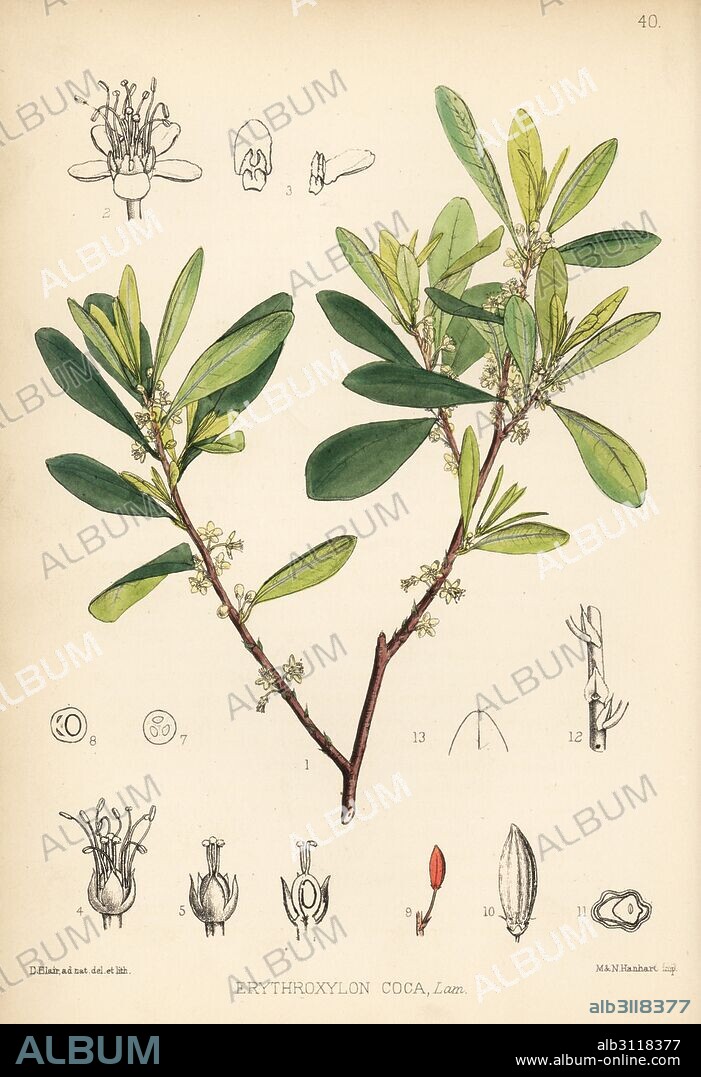 Coca or cochuco, Erythroxylum coca (Erythroxylon coca). Handcoloured lithograph by Hanhart after a botanical illustration by David Blair from Robert Bentley and Henry Trimen's Medicinal Plants, London, 1880.
