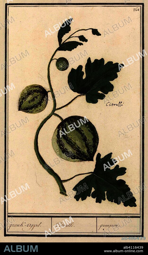 ANSELMUS BOËTIUS DE BOODT. Watermeloen (Citrullus vulgaris); pronk-appel. / Citrulli. / pompon (title on object). Draughtsman: Anselmus Boëtius de Boodt. Draughtsman: Elias Verhulst. Dating: 1596 - 1610. Place: Praag. Measurements: h 249 mm × w 159 mm.