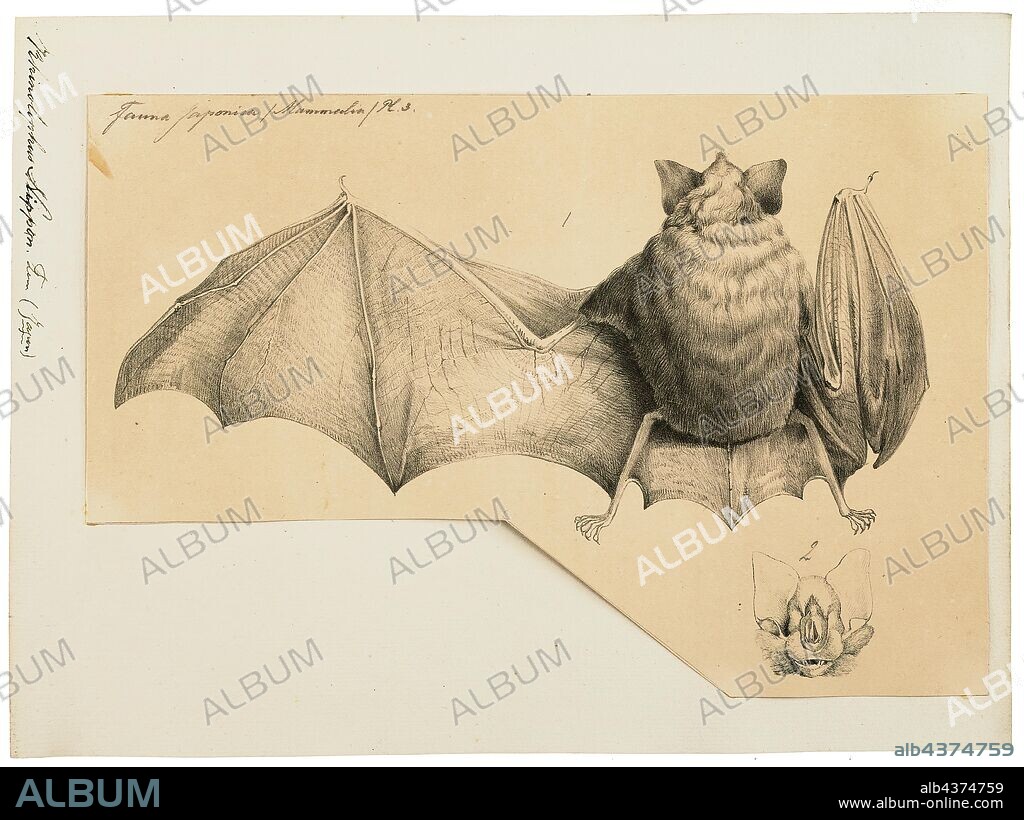 Rhinolophus nippon, Print, Horseshoe bat, Horseshoe bats make up the bat family Rhinolophidae. In addition to the single living genus, Rhinolophus, one extinct genus, Palaeonycteris, has been recognized. The closely related Hipposideridae are sometimes included within the horseshoe bats as a subfamily, Hipposiderinae. Both families are classified in the suborder Yinpterochiroptera or Pteropodiformes and were previously included in Microchiroptera., 1700-1880.