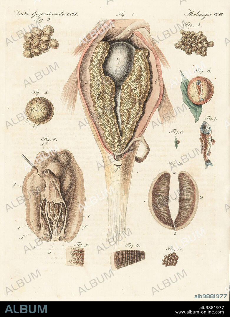 Anatomy of the generation of the common carp, Cyprinus carpio, and brown mussel, Perna perna. Carp sliced open to reveal ovaries 1, carp roe 2-6, young carp 7, mussel 8, mussel ovaries 9-11, and glochidia (mussel eggs) 12. Handcoloured copperplate engraving from Carl Bertuch's Bilderbuch fur Kinder (Picture Book for Children), Weimar, 1815. A 12-volume encyclopedia for children illustrated with almost 1,200 engraved plates on natural history, science, costume, mythology, etc., published from 1790-1830.