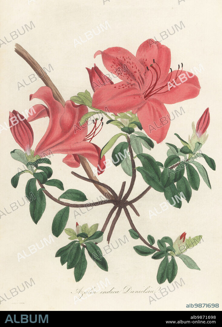 Chinese azalea, Rhododendron indicum. Mrs. Captain Daniels' Chinese azalea, Azalea danielsiana, Azalea indica danielsii. Introduced by Captain Daniels of the East India Company from China in 1830. Handcoloured engraving from Joseph Paxtons Magazine of Botany, and Register of Flowering Plants, Volume 1, Orr and Smith, London, 1834.