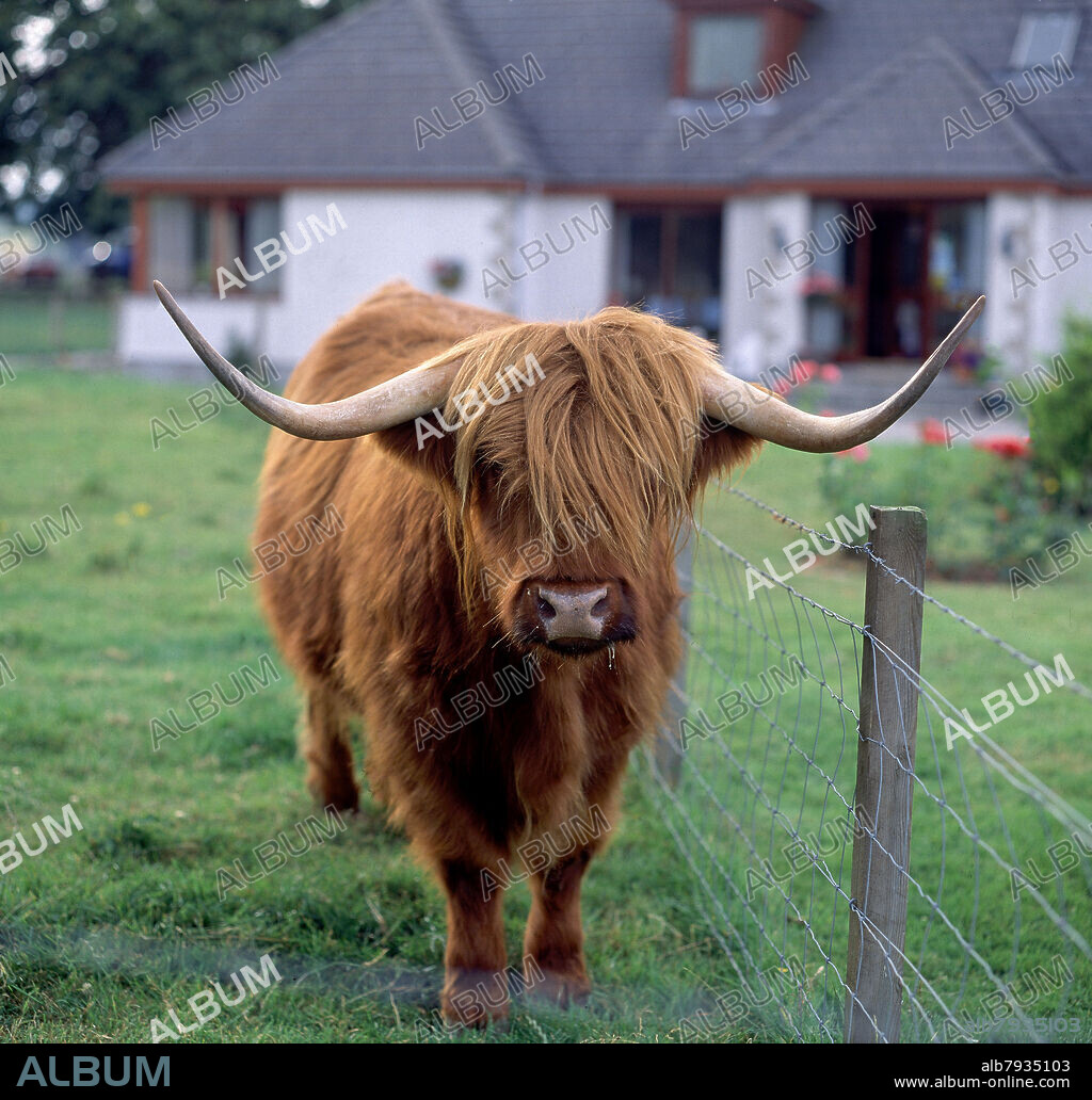VACAS AUTOCTONAS DE LAS HIGHLANDS.