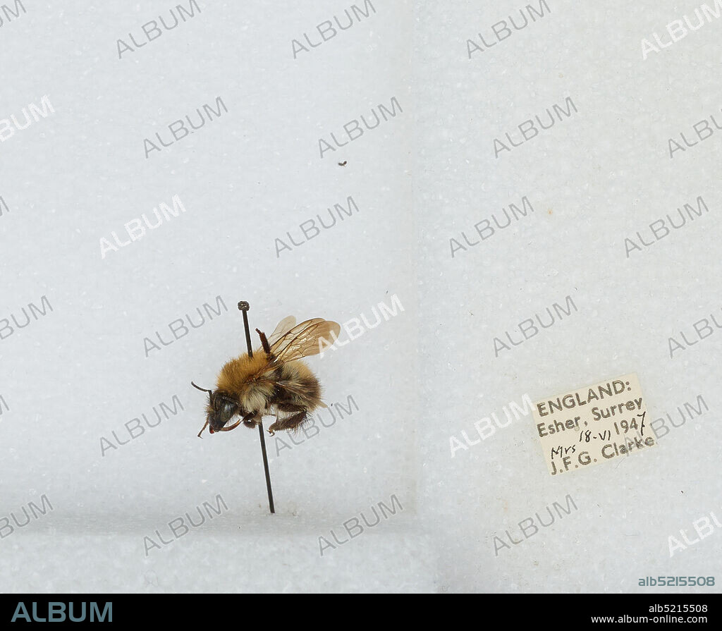 Esher, Surrey Shire, England, United Kingdom, Bombus (Thoracobombus) pascuorum (Scopoli), Animalia, Arthropoda, Insecta, Hymenoptera, Apidae, Apinae.