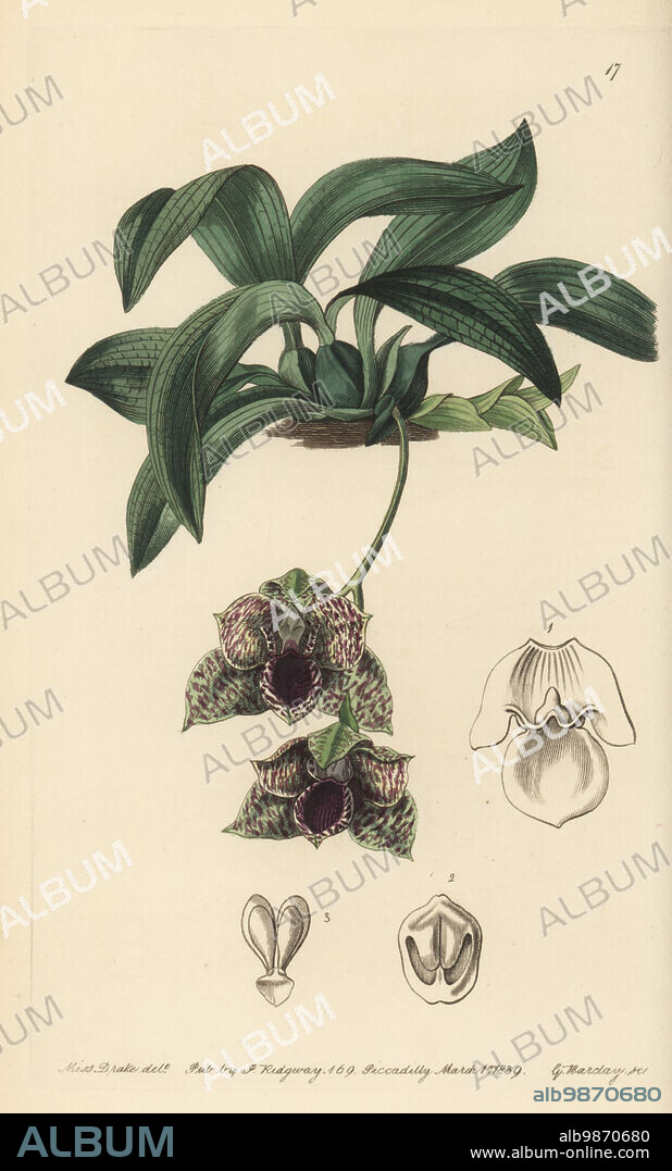 Promenaea stapelioides orchid. Stapelia-like maxillaria, Maxillaria stapelioides. Native to Brazil, found by Scottish botanist George Gardner in the Organ Mountains. Handcoloured copperplate engraving by George Barclay after a botanical illustration by Sarah Drake from Edwards Botanical Register, edited by John Lindley, published by James Ridgway, London, 1839.
