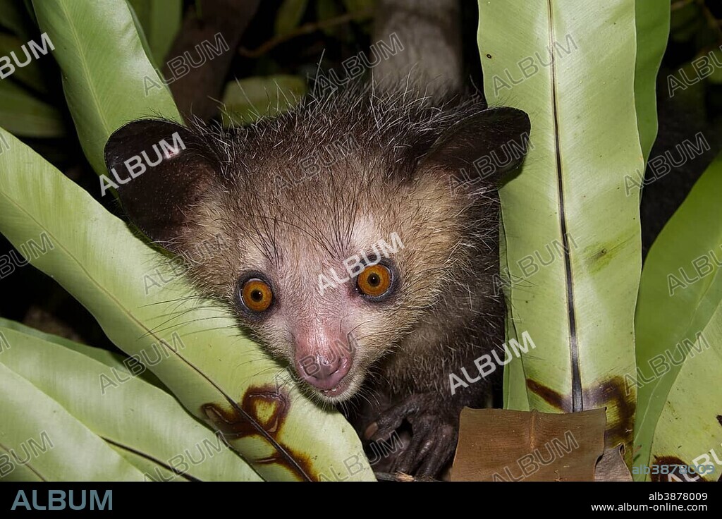 Aye-aye (Daubentonia madagascariensis) on tree, northeast Madagascar, Madagascar