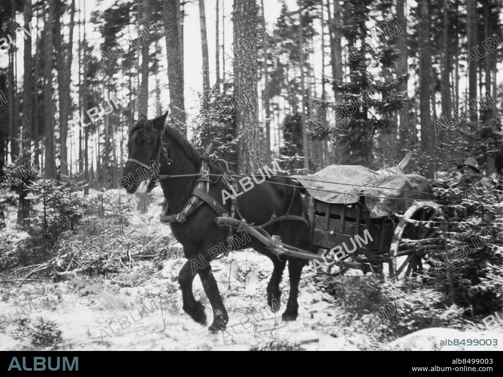 Orig. bildtext... UTBILDNINGSLÄGER FÖR NORSK POLIS. Fotografen har varit i tillfälle besöka ett utbildningsläger för norska poliser i Mälsåker. Polisstyrkan har även tilldelats tross: här övas körning i skogsterräng. Anm. Se även BBD691-BBD692, BBD709-BBD712, BBD715 och XAH517 Dragdjur Kärror Seltyg Militär transport Terrängkörning Bildserier Fotoreportage CD244 sites: SVERIGE ;MÄLSÅKER ;NORGE*.