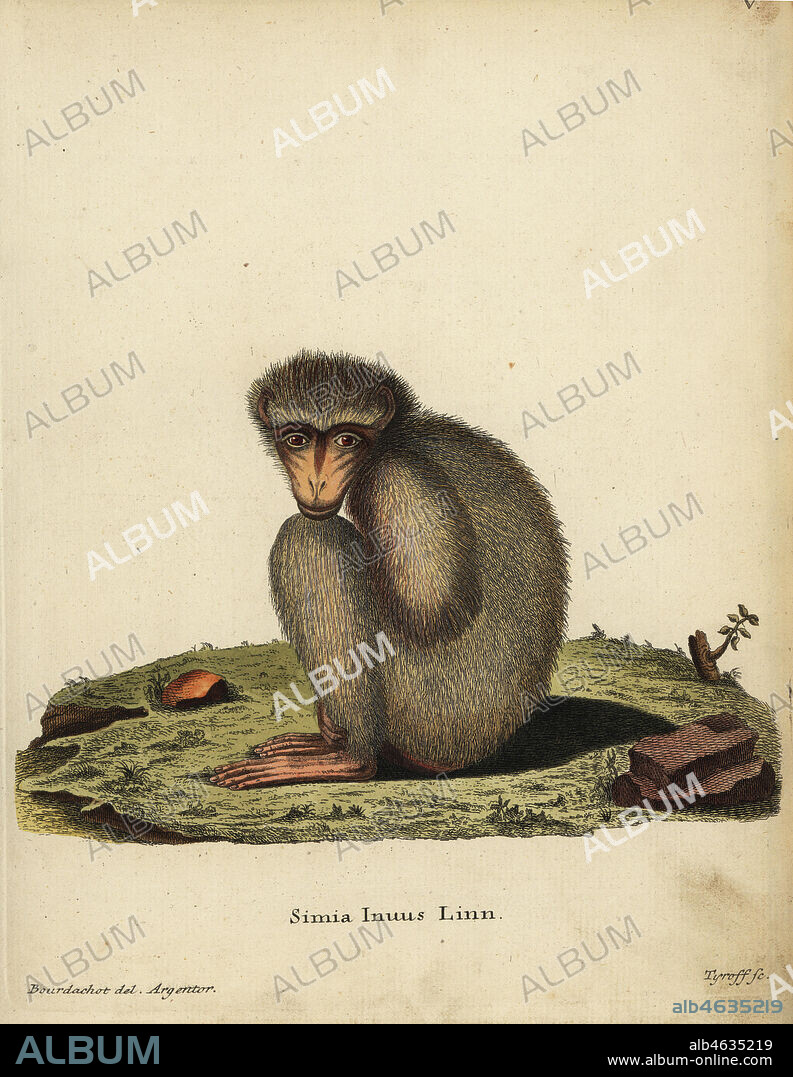 Barbary ape or macaque, Macaca sylvanus. Endangered. Simia inuus Linn. Handcoloured copperplate engraving by Tyroff after an illustration by Bourdachot from Johann Christian Daniel Schreber's Animal Illustrations after Nature, or Schreber's Fantastic Animals, Erlangen, Germany, 1775.