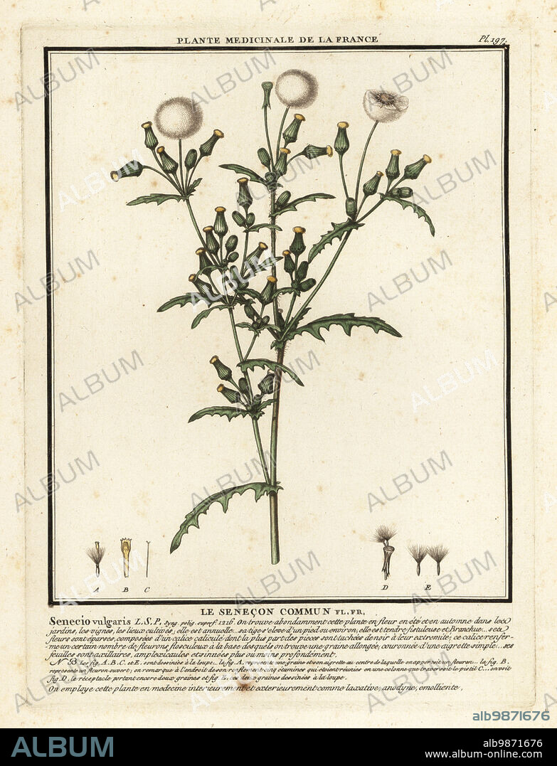 Groundsel or old-man-in-the-spring, Le senecon commun, Senecio vulgaris. Copperplate engraving printed in three colours by Pierre Bulliard from his Herbier de la France, ou collection complete des plantes indigenes de ce royaume, Didot jeune, Debure et Belin, 1780-1793.