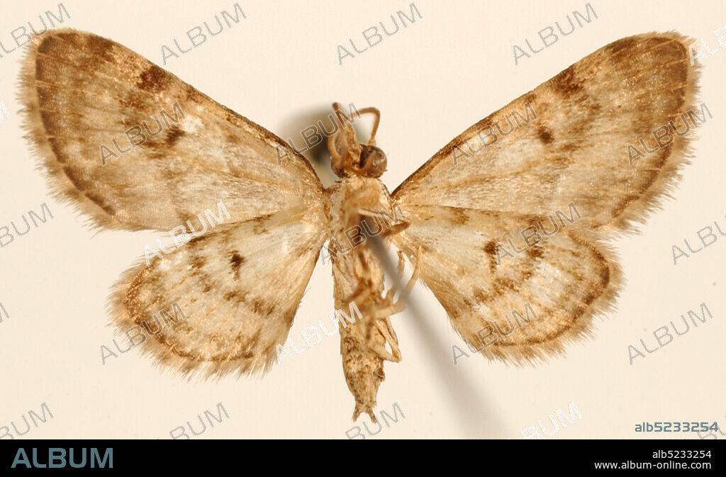 Pinned, Juan Vinas, Costa Rica, Eupithecia valeria Schaus, 1913, Animalia, Arthropoda, Insecta, Lepidoptera, Geometridae, Larentiinae.
