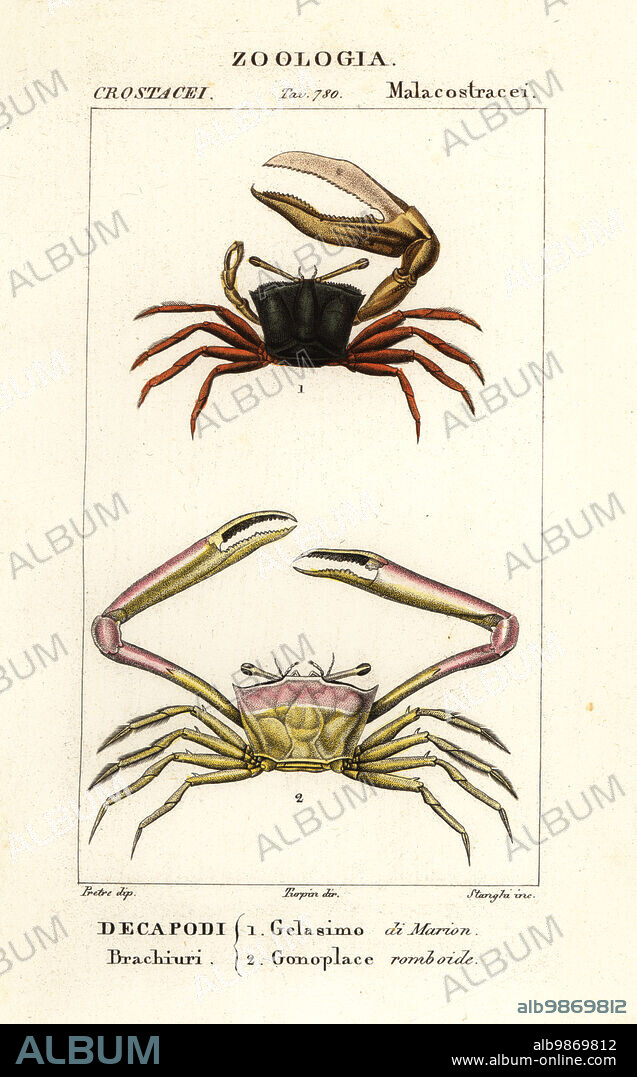 Fiddler crab, Gelasimus vocans 1, and angular crab, Goneplax rhomboides 2. Gelasimo di Marion, Gonoplace romboide. Handcoloured copperplate stipple engraving from Antoine Laurent de Jussieu's Dizionario delle Scienze Naturali, Dictionary of Natural Science, Florence, Italy, 1837. Illustration engraved by Stanghi, drawn by Jean Gabriel Pretre and directed by Pierre Jean-Francois Turpin, and published by Batelli e Figli. Turpin (1775-1840) is considered one of the greatest French botanical illustrators of the 19th century.