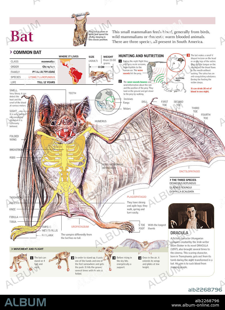 bat. Infographics of habitat, anatomy, feeding and locomotion of the Vampire (mammal).