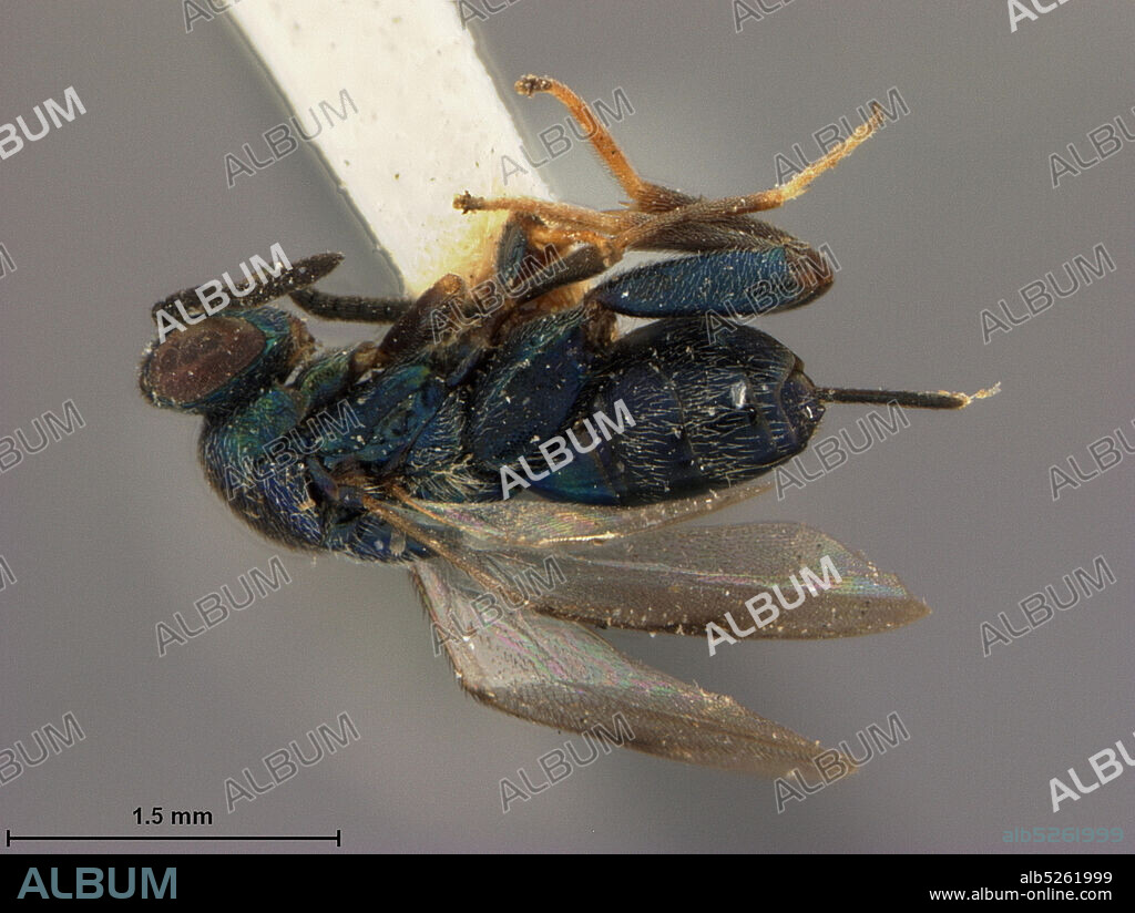 Nikk?, Honsh? Island, Tochigi Prefecture, Japan, Monodontomerus japonicus Ashmead, 1904, Animalia, Arthropoda, Insecta, Hymenoptera, Torymidae.