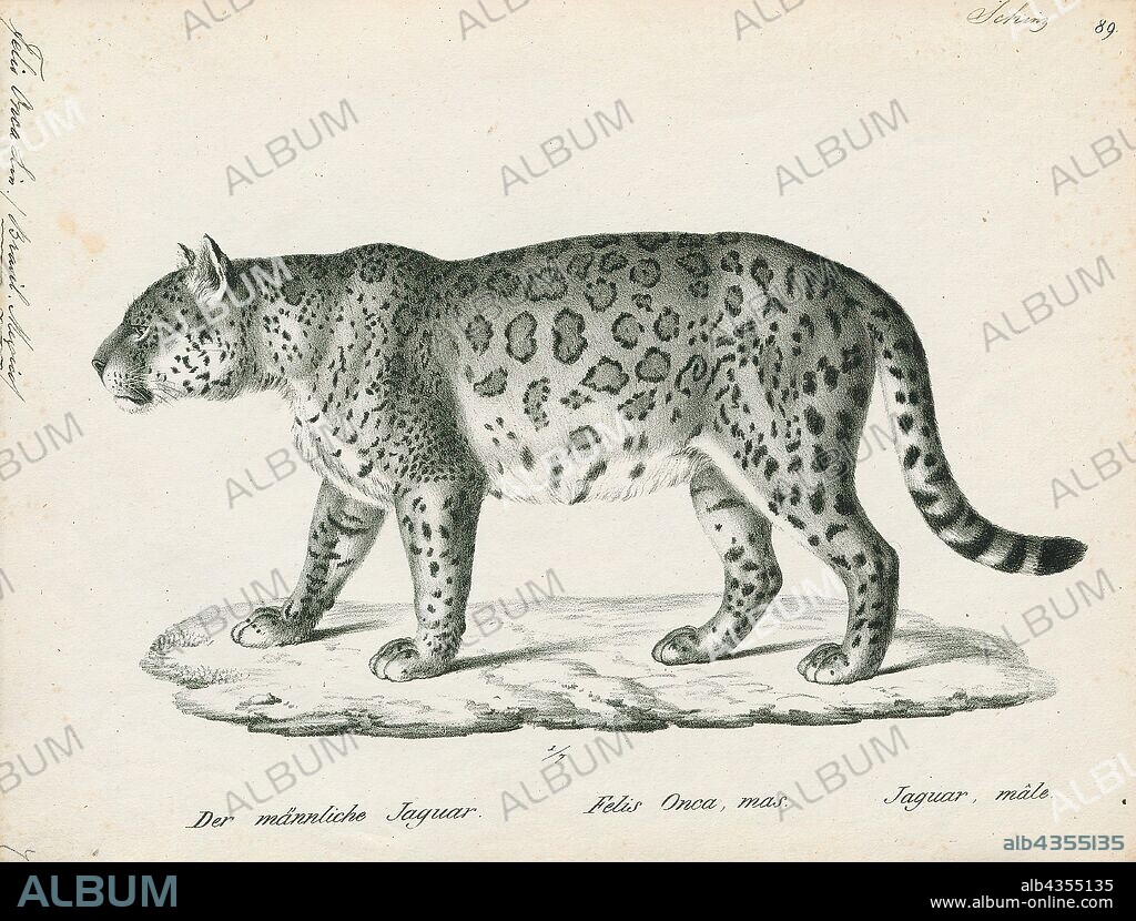 Felis onca, Print, The jaguar (Panthera onca) is a large felid species and the only extant member of the genus Panthera native to the Americas. The jaguar's present range extends from Southwestern United States and Mexico in North America, across much of Central America, and south to Paraguay and northern Argentina in South America. Though there are single cats now living within the Western United States, the species has largely been extirpated from the United States since the early 20th century. It is listed as Near Threatened on the IUCN Red List; and its numbers are declining. Threats include loss and fragmentation of habitat., 1809-1845.