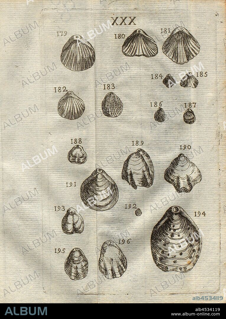 Various species of scallops, Terebratula, Classe II, Pl. XXX, Fig. 180: Pétoncle lacuneux & rayé, Terebratula par Luyd appellé, & Concha Anomia par Fabius Colomna, Fig. 181: Pétoncle différent, Fig. 182: Pétoncle d'une autre forte, Fig. 183: Petit pétoncle rayé, hériffé d'épineftres rares, Fig. 184 & 185: Térébratule, Fig. 186 & 187: De même, sans lacune, Fig. 188: Térébratule lacuneuse & lisse, Fig. 189 & 190: De même, lacuneuse ..., Fig. 191: Térébratule, sans lacune, Fig. 192: Petite rayée, sans lacune, Fig. 193: De même, avec lacunes, Fig. 194: Grande Térébratule, ornée de petits vermissaux de mer, Fig. 195: Térébratule à, lacunes sensibles, fig. 196: Térébratule à plusieurs lacunes peu profondes, pl. XXX, after p. 312, 1778, Louis Bourget: Traité des pétrifications. Paris: Jombert, 1778.