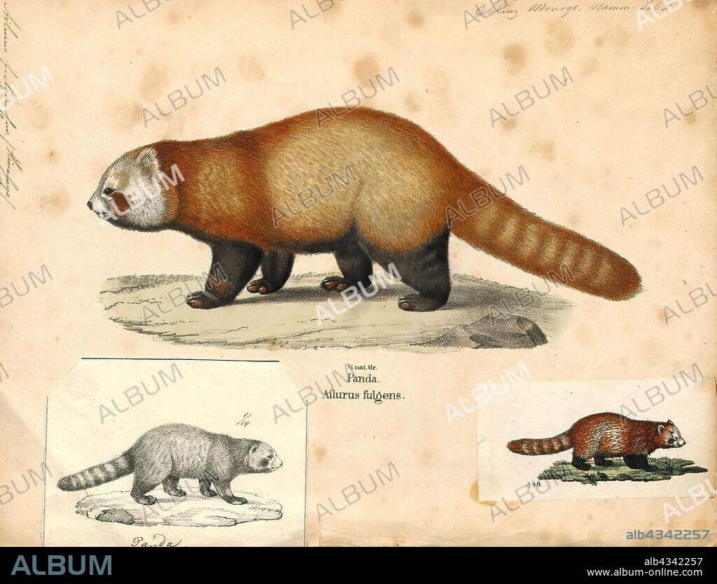 Ailurus fulgens, Print, The red panda (Ailurus fulgens) is a mammal native to the eastern Himalayas and southwestern China. It is listed as Endangered on the IUCN Red List because the wild population is estimated at fewer than 10, 000 mature individuals and continues to decline due to habitat loss and fragmentation, poaching, and inbreeding depression., 1700-1880.