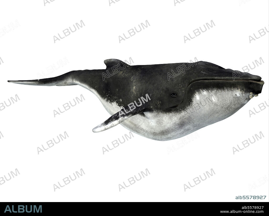 Humpback whale with barnacles on chin, side view. The humpback is a baleen whale and many organisms hitch a ride on it such as these chin barnacles.
