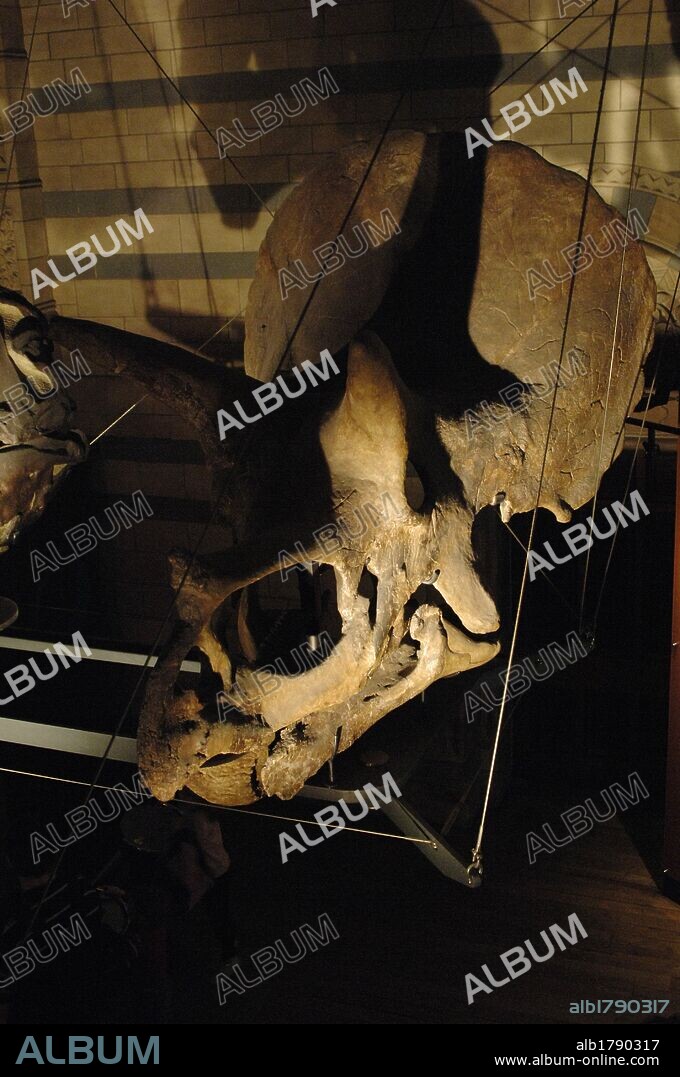CABEZA de TRICERATOPS. Dinosaruio ceratopsiano ceratópsido. Vivió en el Cretácico Superior en el Mastrichtiano. 67-65 millones de años. Museo de Historia Natural. Londres. Inglaterra. Reino Unido.