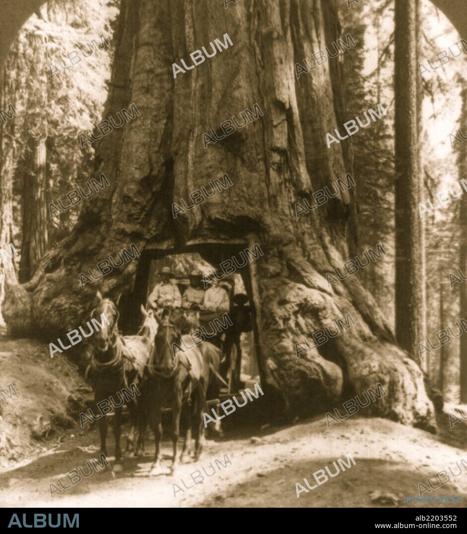 Wawona tunnel tree and stage coach, Upper Mariposa Grove, California' tunnel wide enough for horse-drawn carriages and early automobiles to drive through, cut through it in the nineteenth century. Weakened by this large opening at its base, the tree fell down in 1969.