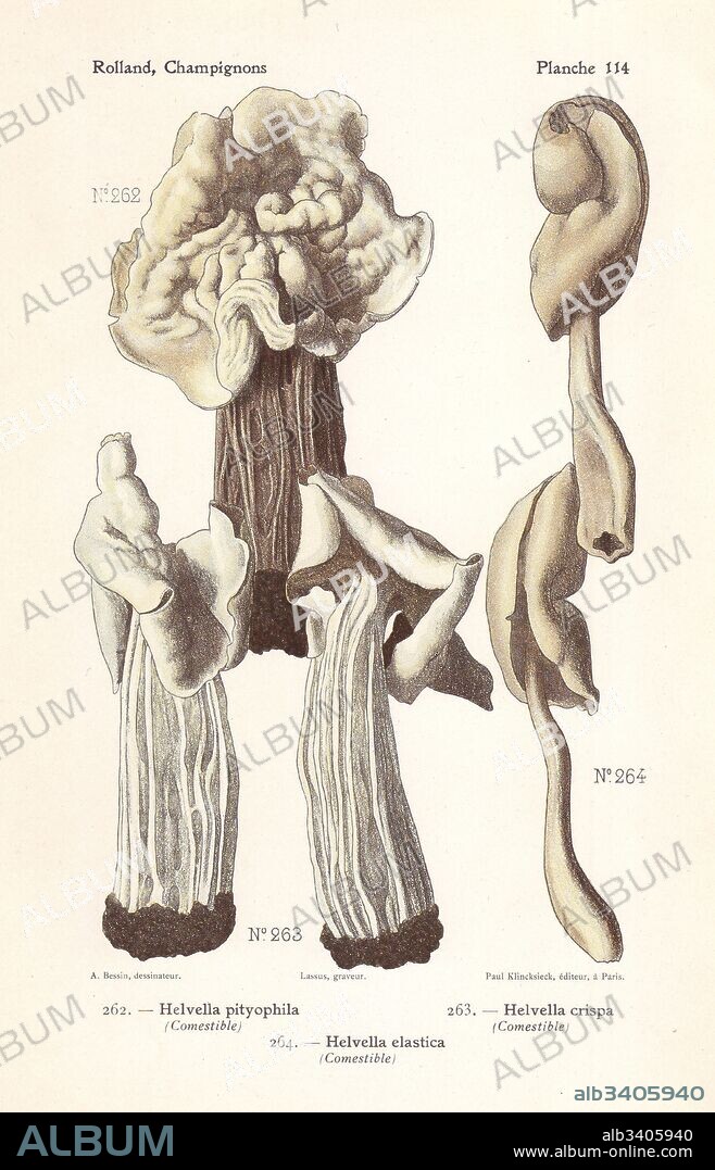 White saddle mushrooms, Helvella pityophila and Helvella crispa, and elastic saddle, Helvella elastica. Chromolithograph by Lassus after an illustration by A. Bessin from Leon Rolland's Guide to Mushrooms from France, Switzerland and Belgium, Atlas des Champignons, Paul Klincksieck, Paris, 1910.