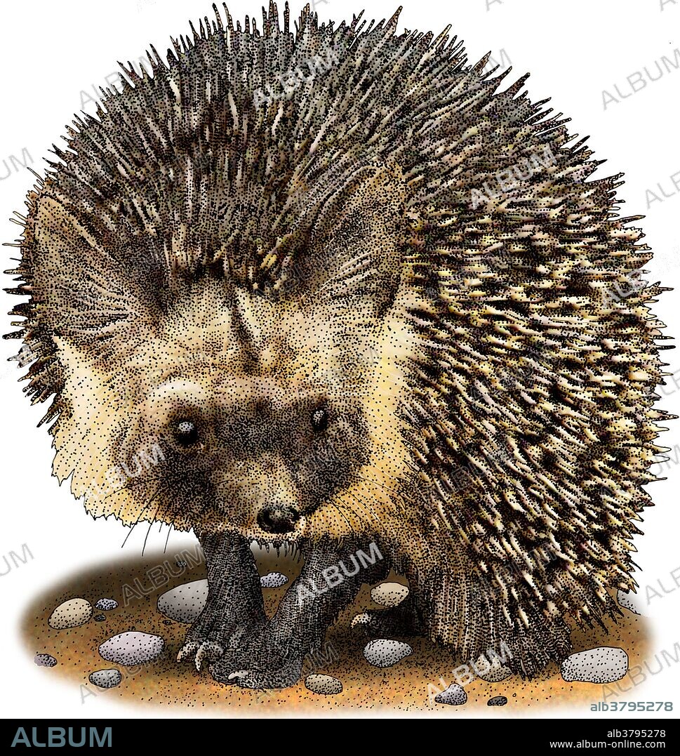 Illustration of a Desert hedgehog (Paraechinus aethiopicus).