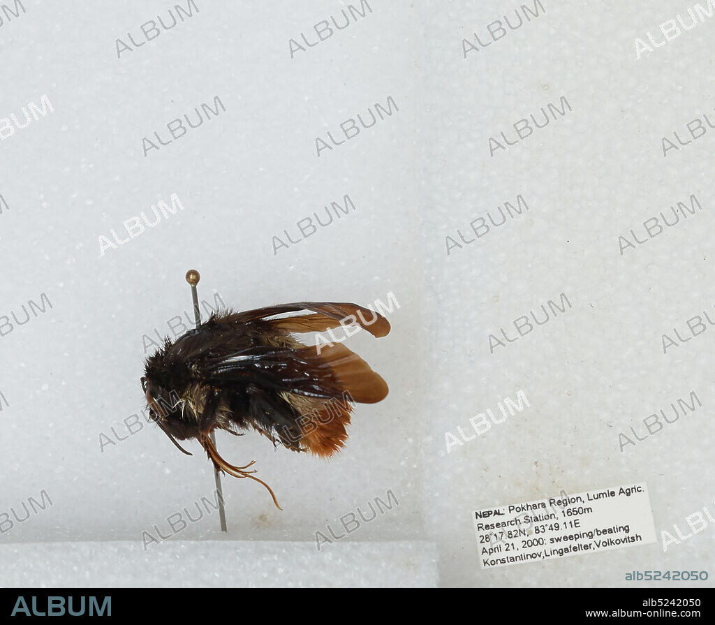 Lumle Agricultural Research Station, Pokhara Region, Western Region, Nepal, Bombus sp., Animalia, Arthropoda, Insecta, Hymenoptera, Apidae, Apinae.