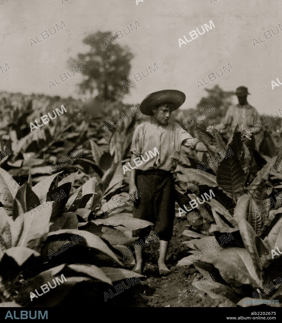 Topping tobacco. Roland Lowe, 13 years old in field with two brothers. There are 7 boys and 2 girls in the family, and 4 are in school. Father, Mose Lowe, R. Route 1, Winchester. Children go to Pretty Run School, Division 2, Clark Co., Ky., but Roland and Bush, 14 years old have not started yet--about 3 weeks after it opened. Father rents this farm of 160 acres.