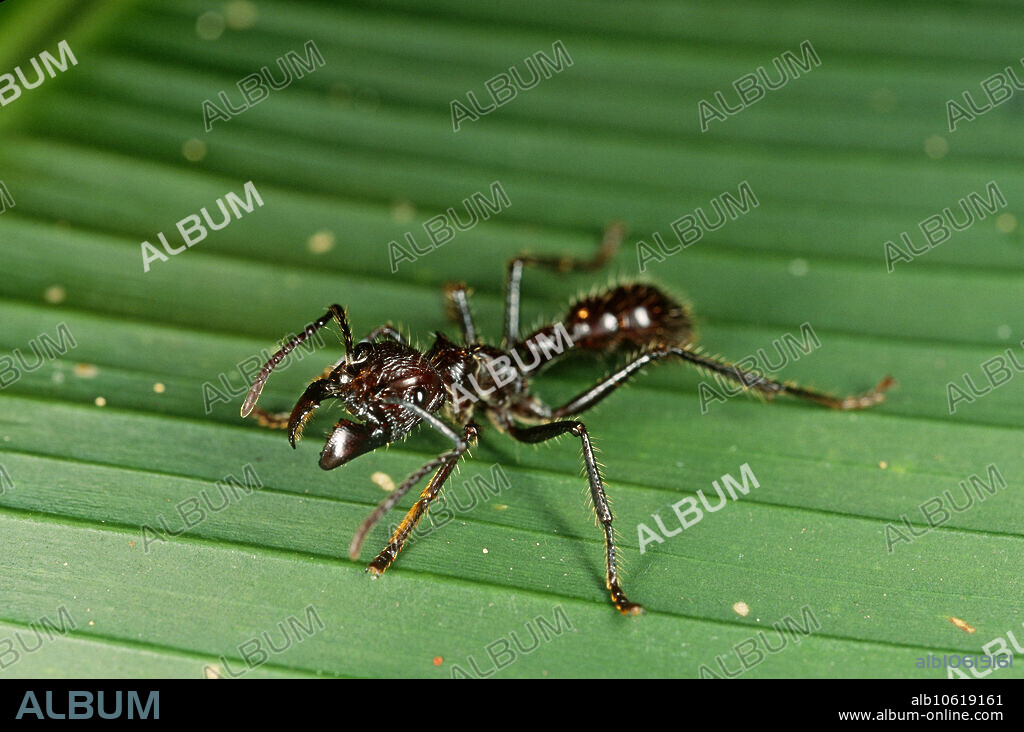 The bullet ant (Paraponera clavata), named for its powerfully painful sting, inhabits rainforests from Nicaragua to Paraguay; this one was photographed on Barro Colorado Island, Panama.