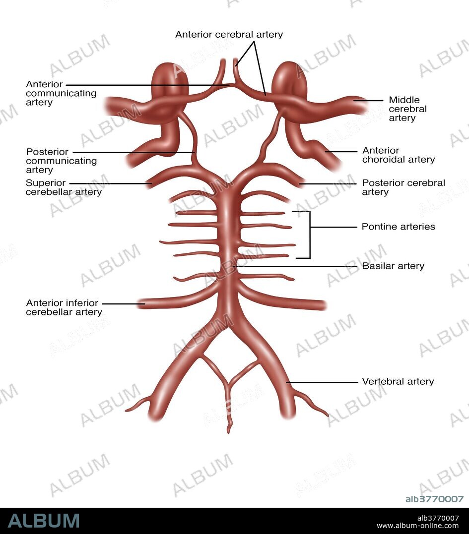 Illustration of the circle of Willis, a circle of arteries that supply blood to the brain. Listed clockwise starting at top center: anterior cerebral artery, middle cerebral artery, anterior choroidal artery, posterior cerebral artery, pontine arteries, basilar artery, vertebral artery, anterior inferior cerebellar artery, superior cerebellar artery, posterior communicating artery, and anterior communicating artery.